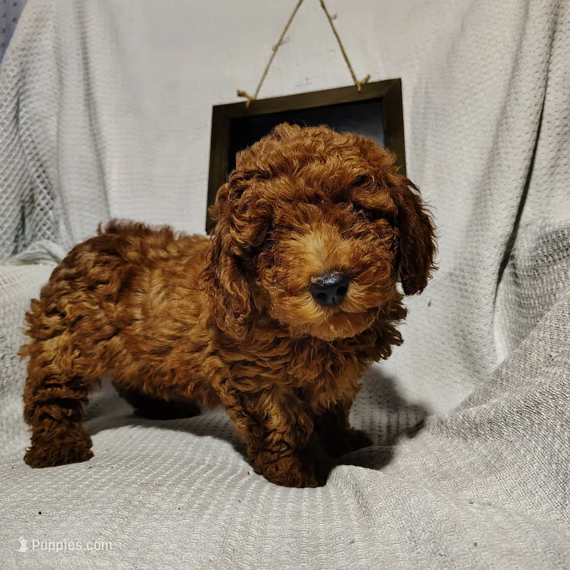 Sunshine – Miniature Goldendoodle puppy for sale in Pine Grove, PA