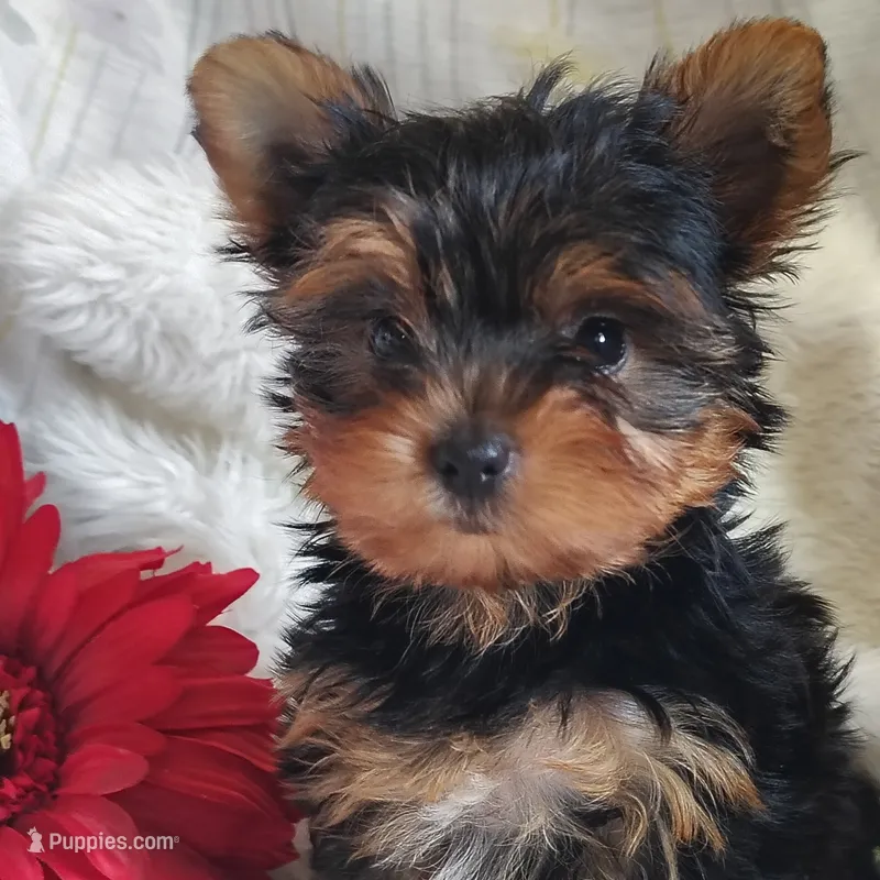 Candy  – Yorkshire Terrier puppy for sale in Pine Grove, PA
