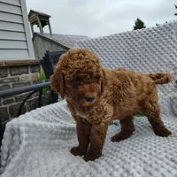 Tucker, a male Goldendoodle for sale in Pine Grove, PA – 7 of 8