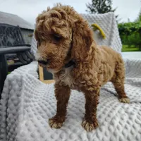 Penny, a female Goldendoodle for sale in Pine Grove, PA – 3 of 6