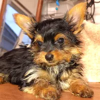 Jiraiya, a male Yorkshire Terrier for sale in Pine Grove, PA – Photo 4 of 4