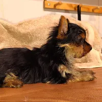 Jiraiya, a male Yorkshire Terrier for sale in Pine Grove, PA – Photo 2 of 4