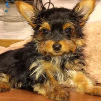 Jiraiya, a male Yorkshire Terrier for sale in Pine Grove, PA – Photo 3 of 4
