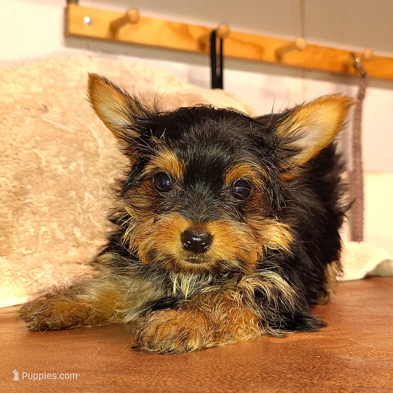 Jiraiya – Yorkshire Terrier puppy for sale in Pine Grove, PA