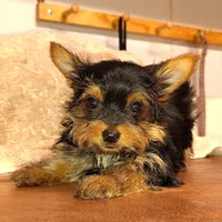 Jiraiya, a male Yorkshire Terrier for sale in Pine Grove, PA – Photo 1 of 4
