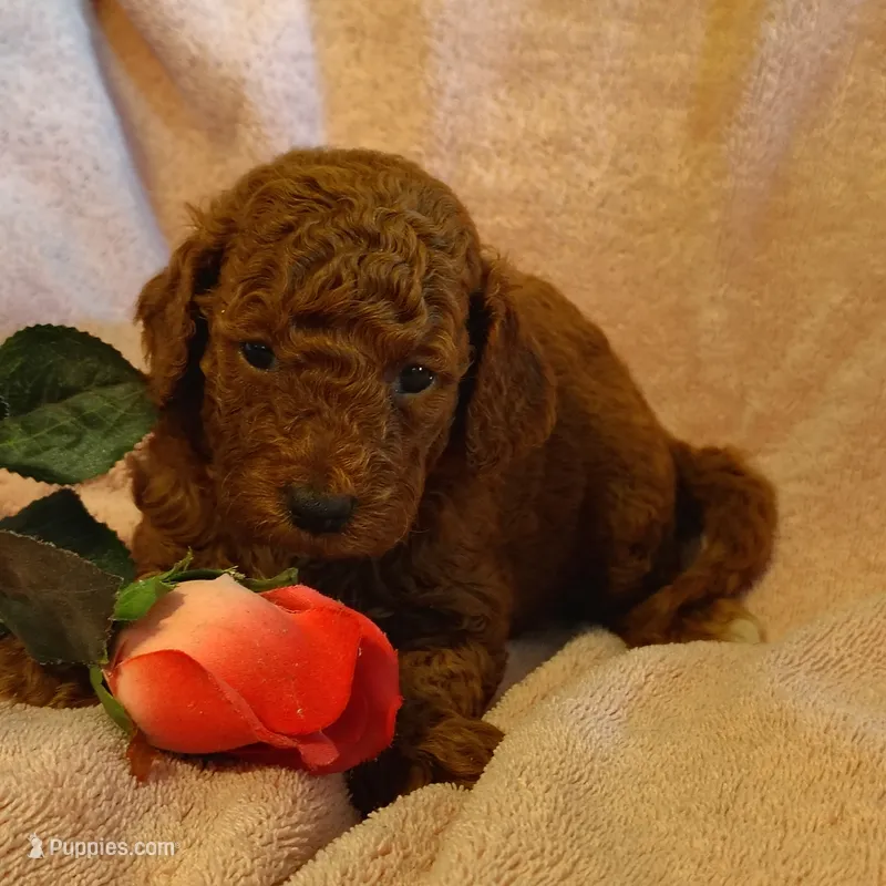 Sandy – Miniature Goldendoodle puppy for sale in Pine Grove, PA
