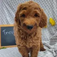Trevor, a male Goldendoodle for sale in Pine Grove, PA – 2 of 8