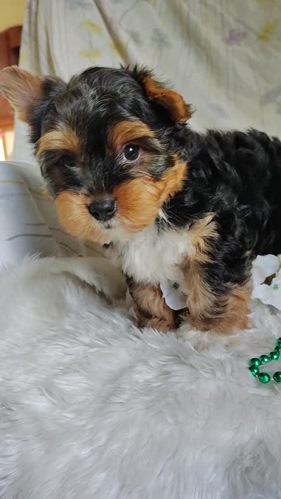 Freddiola, a male Yorkshire Terrier for sale in Pine Grove, PA – 4 of 4