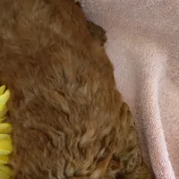 Sunshine, a female Miniature Goldendoodle for sale in Pine Grove, PA – 4 of 9