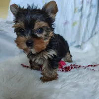 Jemma, a female Yorkshire Terrier for sale in Pine Grove, PA – 2 of 6