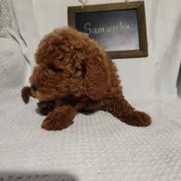 Samantha, a female Miniature Goldendoodle for sale in Pine Grove, PA – 2 of 3