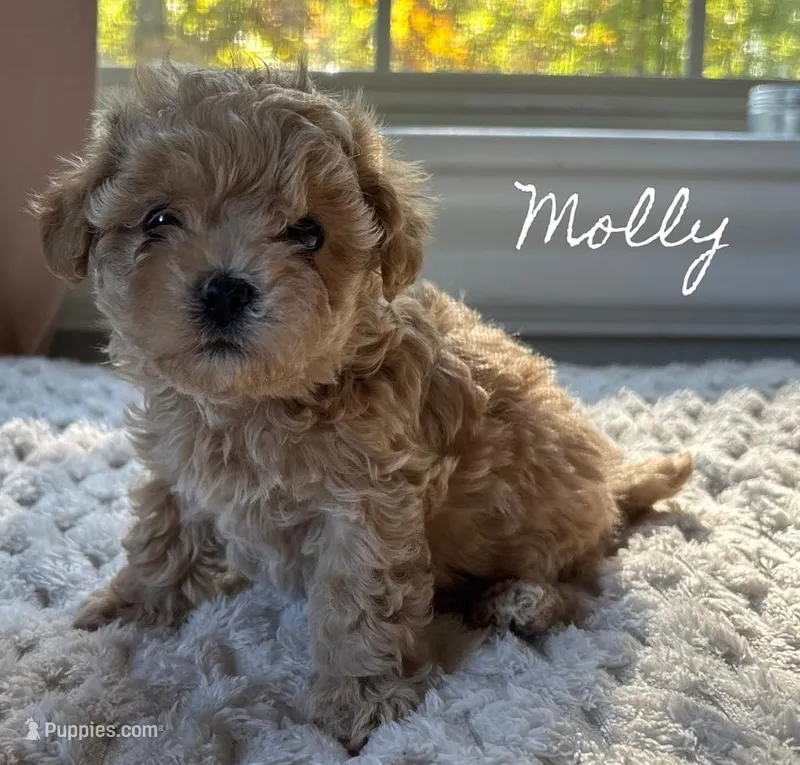 Molly – Maltipoo puppy for sale in Pine Grove, PA