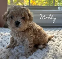 Molly, a female Maltipoo for sale in Pine Grove, PA – 1 of 1