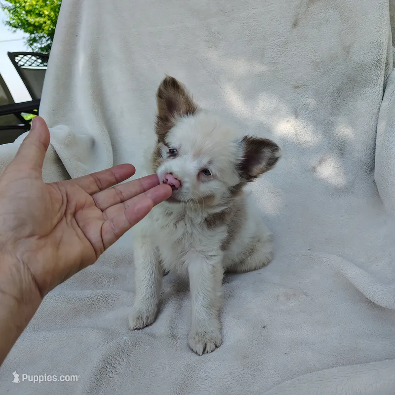 Payday, a male Pomchi for sale in Pine Grove, PA – 1 of 5