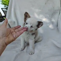 Payday, a male Pomchi for sale in Pine Grove, PA – 1 of 5