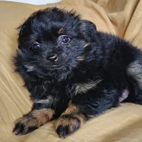 Teddy bear, a male Pomchi for sale in Pine Grove, PA – 6 of 8