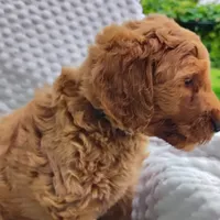 Trevor, a male Goldendoodle for sale in Pine Grove, PA – 7 of 8
