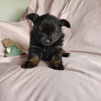 Bebe, a female Pomchi for sale in Pine Grove, PA – 3 of 5