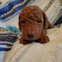 Shnooki, a male Miniature Goldendoodle for sale in Pine Grove, PA – 4 of 5