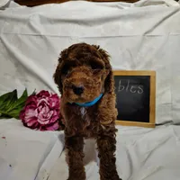 Bubbles, a female Miniature Goldendoodle for sale in Pine Grove, PA – 2 of 7