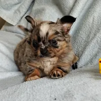 Boots, a male Pomchi for sale in Pine Grove, PA – 4 of 6