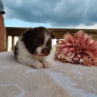 Peachy keen, a female Pomeranian for sale in Pine Grove, PA – Photo 4 of 4