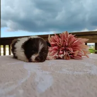 Peachy keen, a female Pomeranian for sale in Pine Grove, PA – Photo 3 of 4