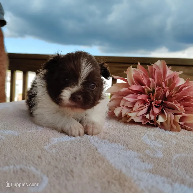 Peachy keen – Pomeranian puppy for sale in Pine Grove, PA