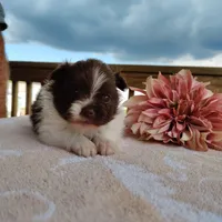 Peachy keen, a female Pomeranian for sale in Pine Grove, PA – Photo 1 of 4