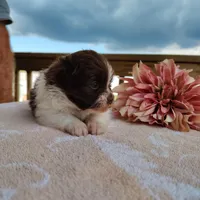 Peachy keen, a female Pomeranian for sale in Pine Grove, PA – Photo 2 of 4