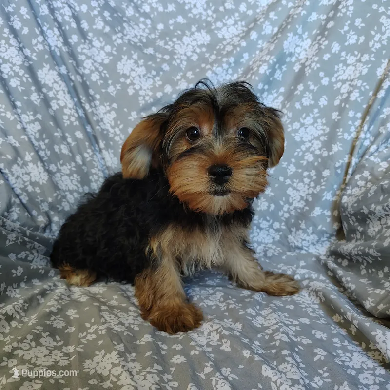 June bug – Yorkshire Terrier puppy for sale in Pine Grove, PA