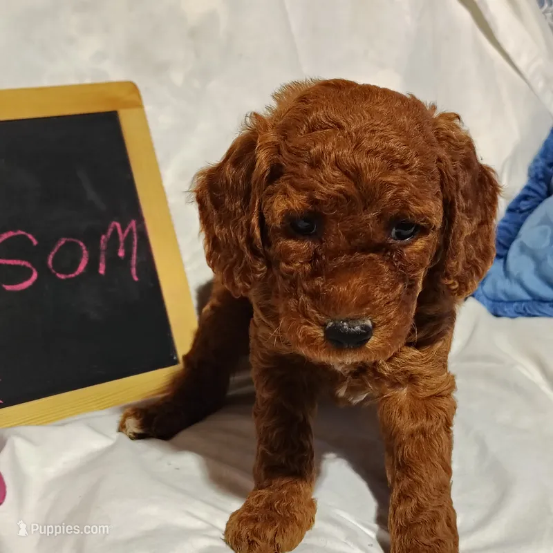 Blossom  – Miniature Goldendoodle puppy for sale in Pine Grove, PA