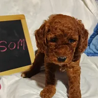 Blossom , a female Miniature Goldendoodle for sale in Pine Grove, PA – 1 of 5