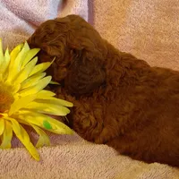 Sunshine, a female Miniature Goldendoodle for sale in Pine Grove, PA – 7 of 9