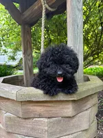 Shanea, a female Poodle - Miniature  for sale in Pine Grove, PA – 5 of 5