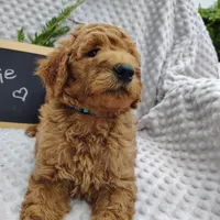 Cutie boy, a male Goldendoodle for sale in Pine Grove, PA – 4 of 7