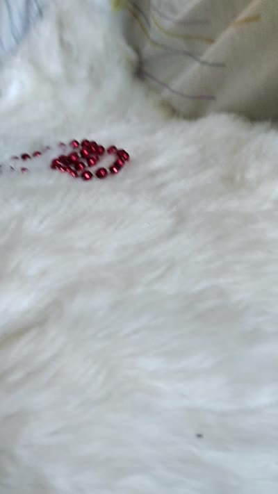 Jemma, a female Yorkshire Terrier for sale in Pine Grove, PA – 6 of 6