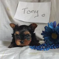 Tony, a male Yorkshire Terrier for sale in Pine Grove, PA – Photo 2 of 4