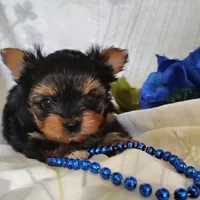 Ernie, a female Yorkshire Terrier for sale in Pine Grove, PA – 1 of 6