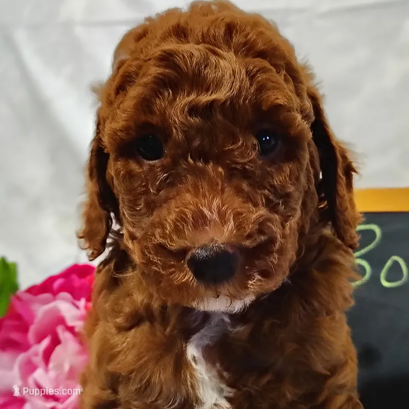 Bonnie  – Miniature Goldendoodle puppy for sale in Pine Grove, PA