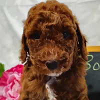 Bonnie , a female Miniature Goldendoodle for sale in Pine Grove, PA – 1 of 5