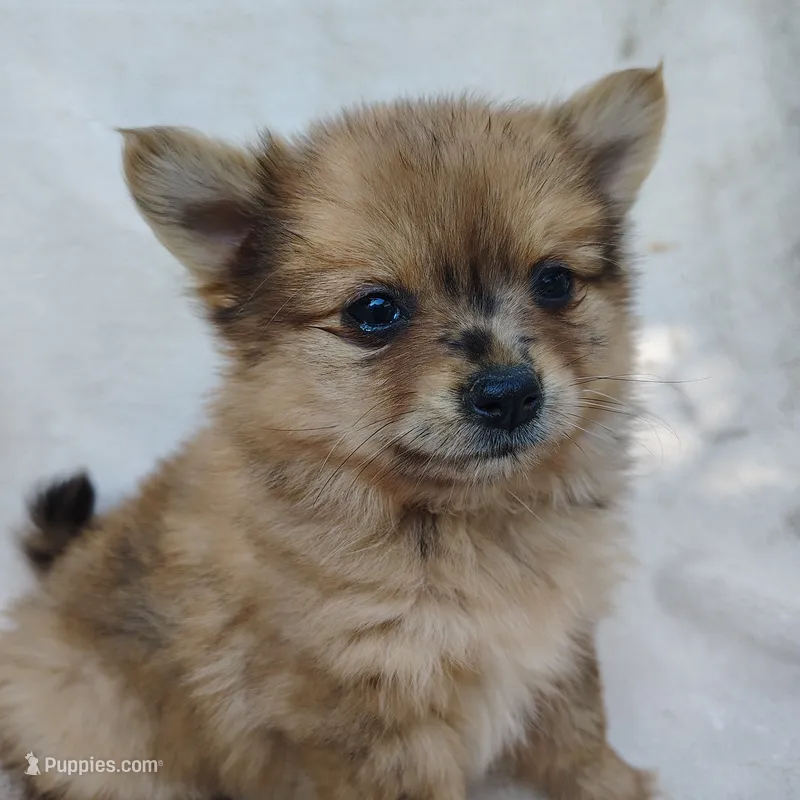 Kit kat, a female Pomchi for sale in Pine Grove, PA – 1 of 6