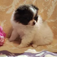 Passion fruit , a female Pomeranian for sale in Pine Grove, PA – 4 of 5