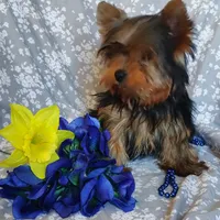 Chip, a male Yorkshire Terrier for sale in Pine Grove, PA – 4 of 6