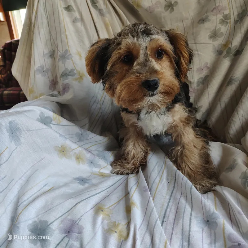 Freddiola – Yorkshire Terrier puppy for sale in Pine Grove, PA
