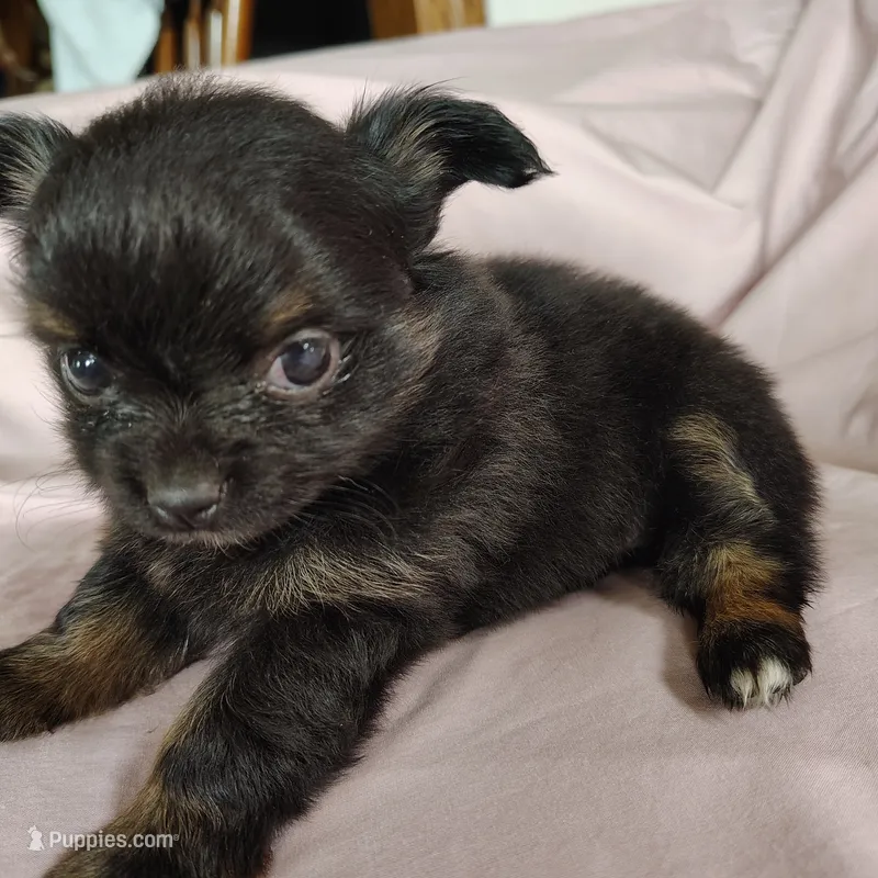 Bebe – Pomchi puppy for sale in Pine Grove, PA