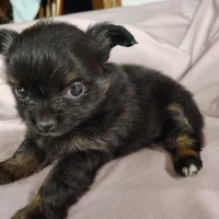 Bebe, a female Pomchi for sale in Pine Grove, PA – 1 of 5