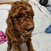 Bonnie , a female Miniature Goldendoodle for sale in Pine Grove, PA – 3 of 5
