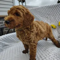 Trevor, a male Goldendoodle for sale in Pine Grove, PA – 6 of 8