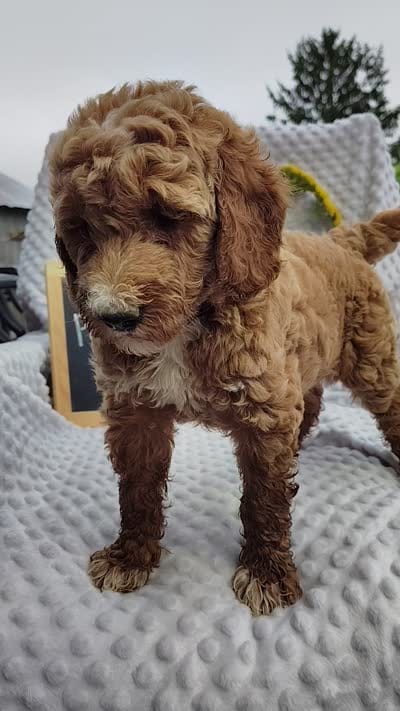 Penny, a female Goldendoodle for sale in Pine Grove, PA – 6 of 6